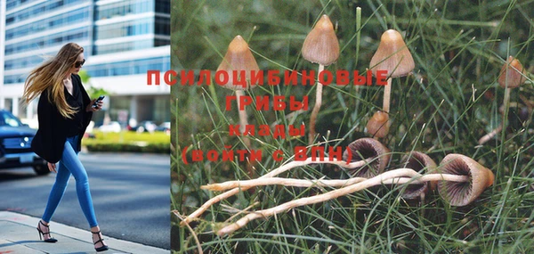 прущие грибы Абинск